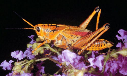 Harder to control, the adult Eastern lubber grasshopper looks very different from the young.