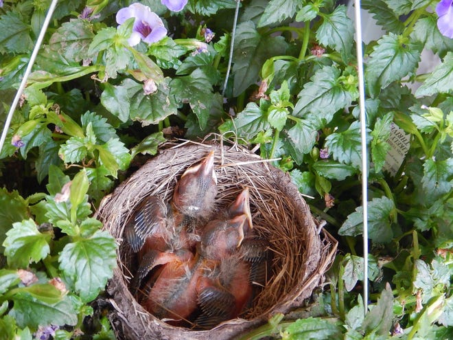 These baby robins are snug in their nest. But, what do you do if you find a baby bird that has fallen from a nest not within reach?