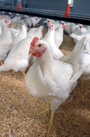 The team at the Wisconsin Veterinary Diagnostic Laboratory was prepared when staff recently identified Wisconsin’s first known case of the virus, from a commercial chicken producer in Jefferson County.