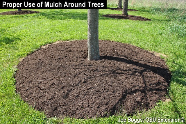 Tips for choosing mulch, where to use it and how much to put down