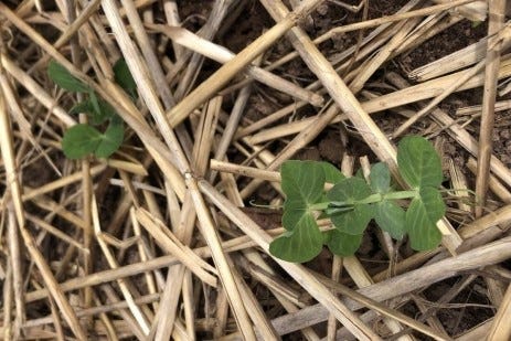 Tips for picking mulch, the place to use it and how significantly to put down 5 Straw is an excellent organic mulch in the vegetable garden.