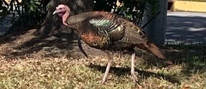 Wild turkey outside the St. Johns County tax office.