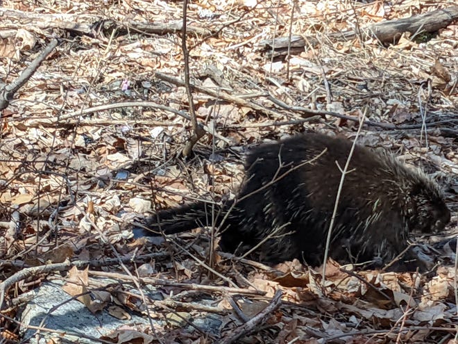 A porcupine was encountered March 28 at God's Acre, off of Goddard Memorial Drive .