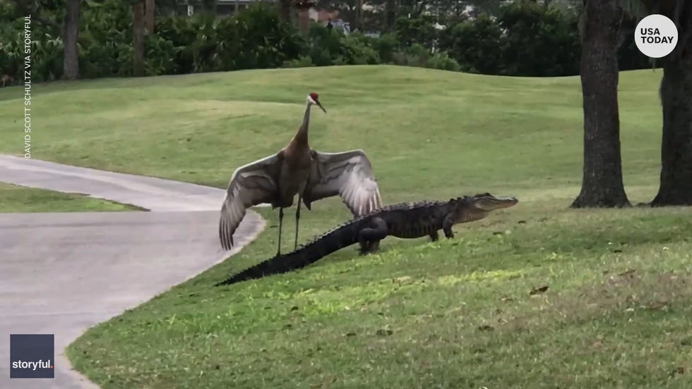 An alligator got help from a crane to get out of a golf course in Orlando, Florida in March and back to its pond.
