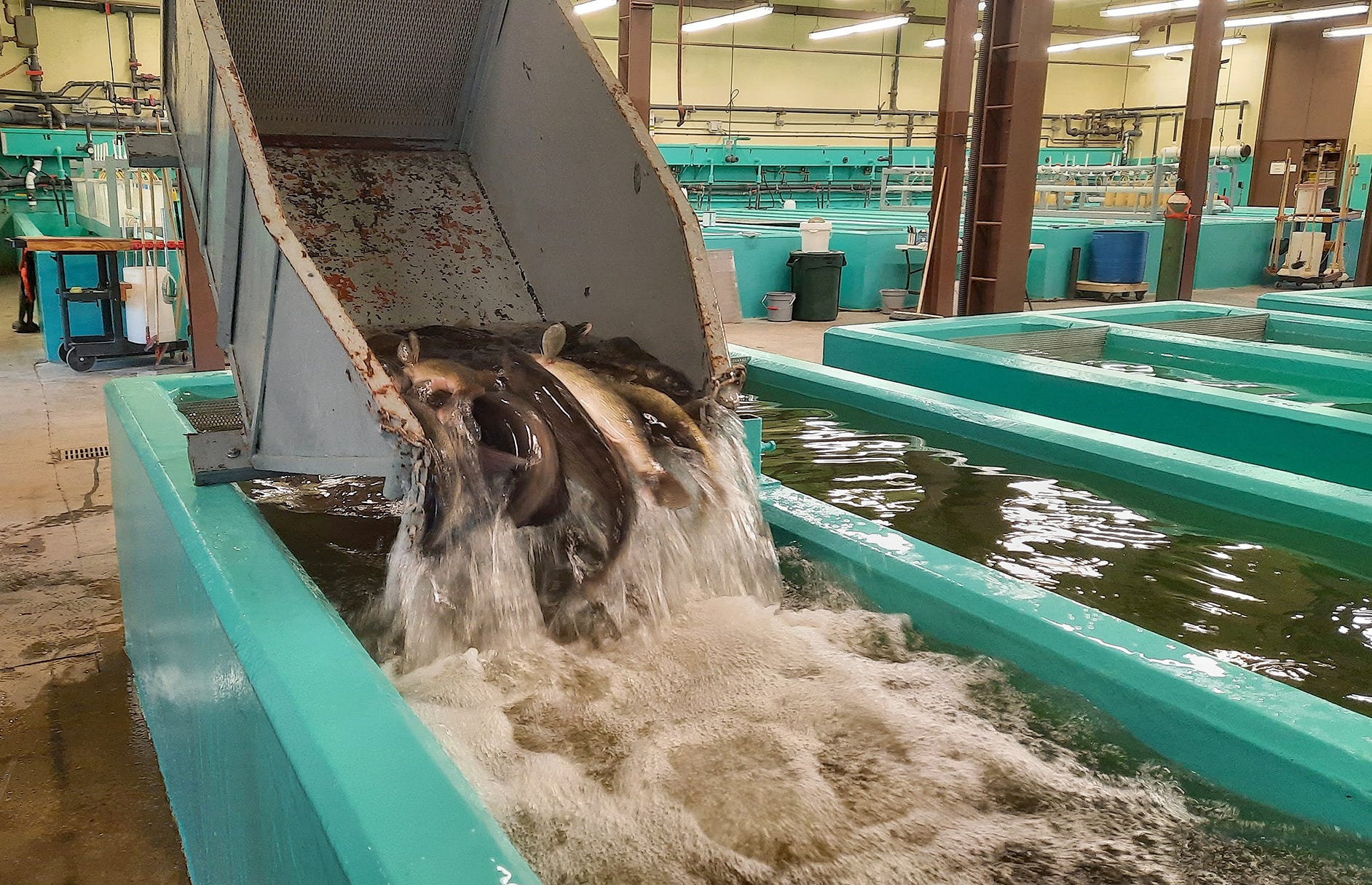 Fish Hatcheries In Pa