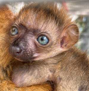 This critically endangered, blue-eyed black lemur recently was born at the Jacksonville Zoo and Gardens. This is the second successful birth of a blue-eyed black lemur at the zoo, officials said. 