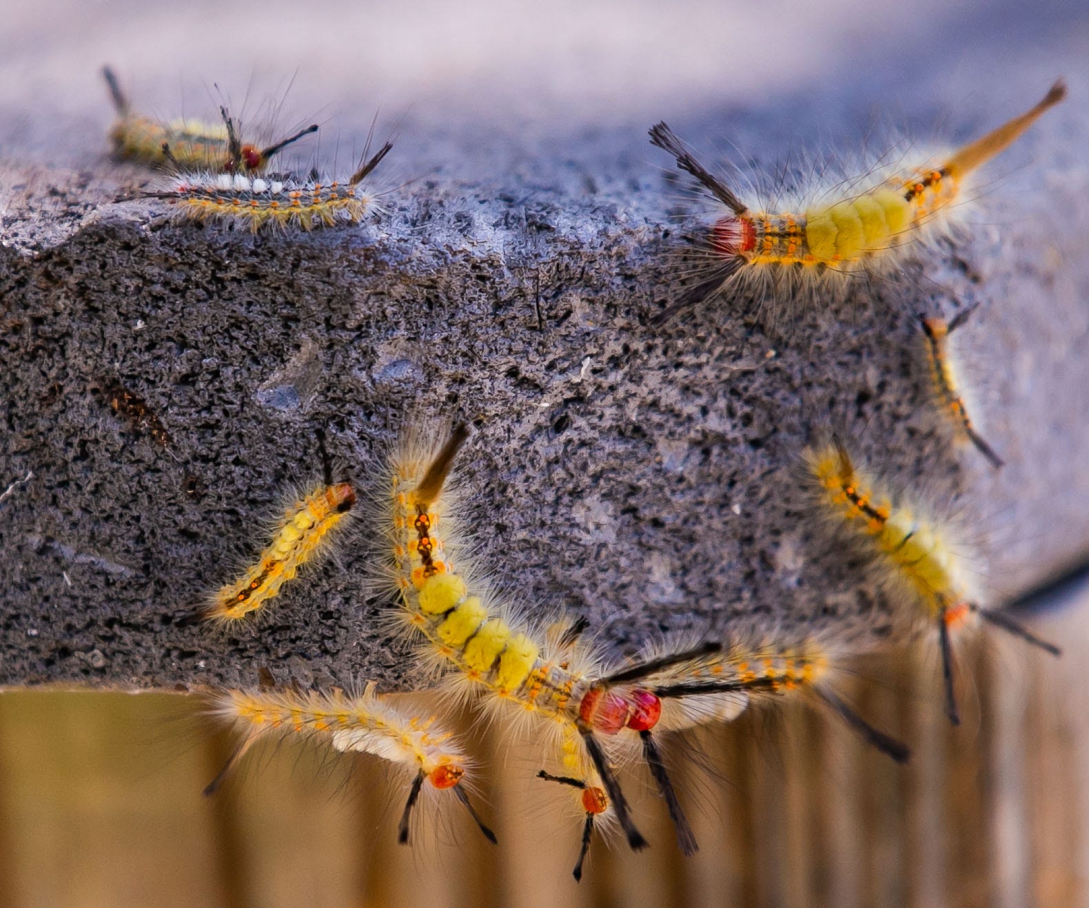 Fir Tussock Moth Caterpillars Return To Marion County In Abundance