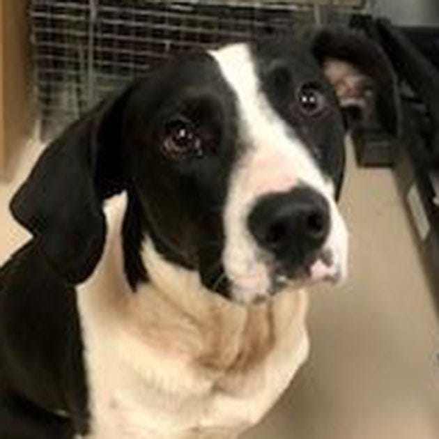 Charlie, an adult male treeing walker coonhound-Labrador Retriever mix, is available for adoption at the St. Johns County Pet Center, 130 N. Stratton Road. Adoptions include microchips, neutering/spaying, rabies vaccinations and shots. The Pet Center is open from 9 a.m. to 4:30 p.m. Tuesdays to Fridays. Call 904-209-6190.