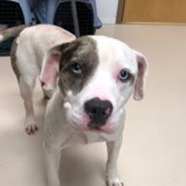 Kroger, an adult male terrier and Catahoula Leopard dog mix, is available for adoption at the St. Johns County Pet Center, 130 N. Stratton Road. Adoptions include microchips, neutering/spaying, rabies vaccinations and shots. The Pet Center is open from 9 a.m. to 4:30 p.m. Tuesdays to Fridays. Call 904-209-6190.