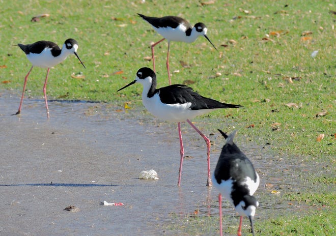 Black-necked Stilts, known for their long legs and poodle-like calls, can be found in great numbers along the shores of Lake Havasu near the mouth of the Bill Williams River.