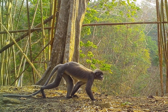 This handout from the World Wide Fund For Nature (WWF) taken on April 26, 2020 and released on January 27, 2022 shows the Trachypithecus popa of the Popa langur species walking in the North Zamari Wildlife Sanctuary (NZWS) in Myanmar's Bago region.