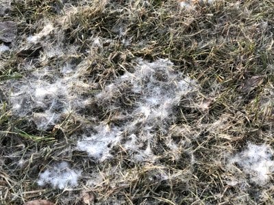 How To Deal With Snow Mold