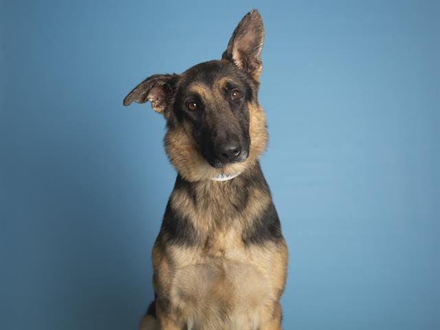 Interested adopters can view available pets, like Murphy, and schedule an appointment online at azhumane.org/adopt.