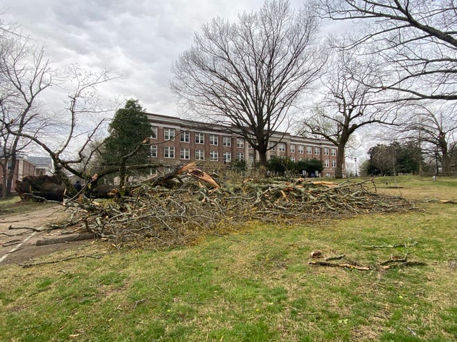 Multiple trees on the front lawn of the University of Memphis at Lambuth campus were knocked down Wednesday night by straight line winds.