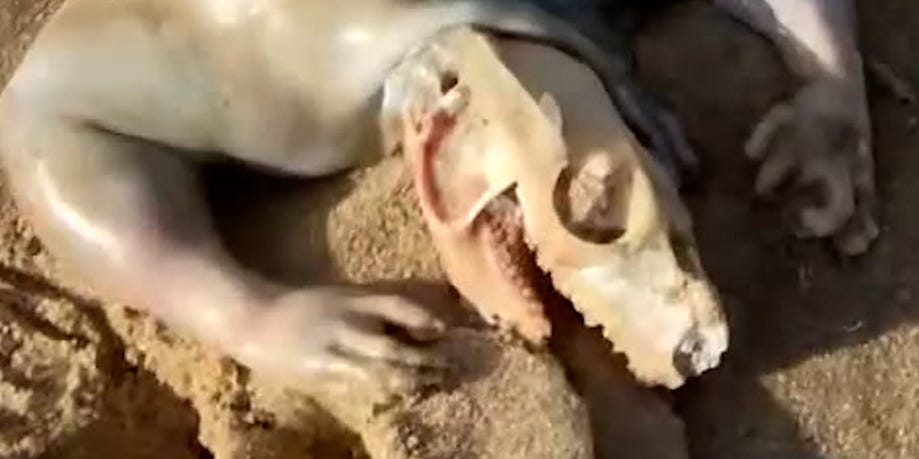 Man finds 'alien creature' while walking on a beach in Australia