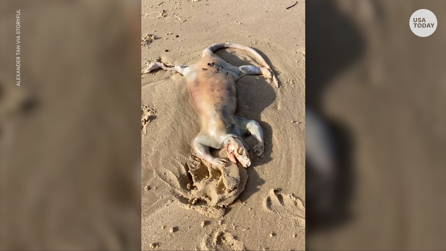 Man finds 'alien' that looks like 'dehaired possum' with claws washed up on Australian beach