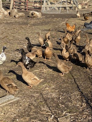 Ducks roam around the Happy farm in Jackson.  The farm sells the eggs on their website.