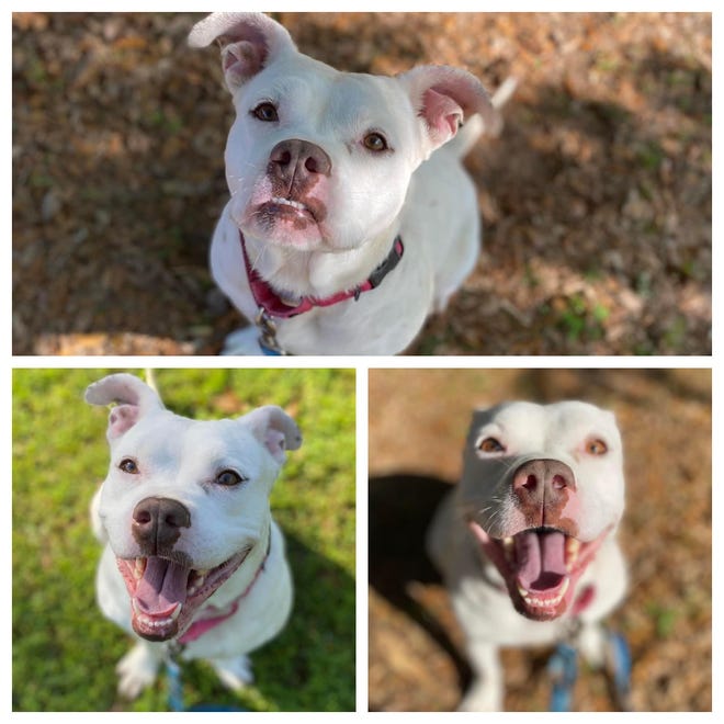 Rose’s adoption fee would be $55, which includes her spay surgery, vaccines, 6-months-supply of heartworm prevention, & microchip + registration.