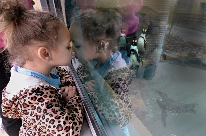 Myonna Phillips, 4, of Springfield presses against the glass to get a good view of the penguins at Henson Robinson Zoo on Saturday. The zoo has added several new penguins. [Thomas J. Turney/The State Journal-Register]