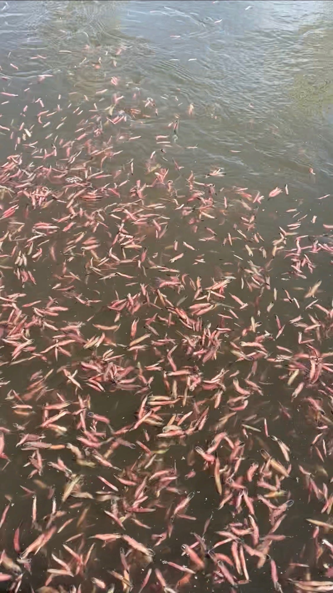 Worms swimming in Jacksonville river create outdoors radio show topic