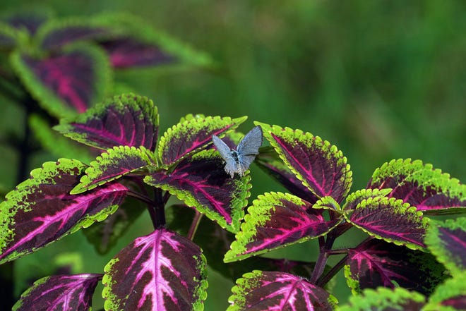 Coleus plants are among types that can tolerate full sun.