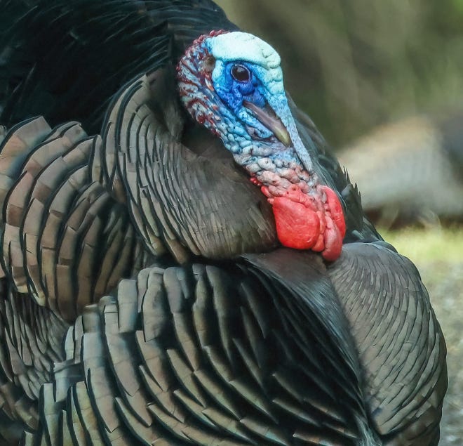 Male turkey's wattles turn bright red creating a vibrant display with their blue faces to display their dominance and attract females during mating season.