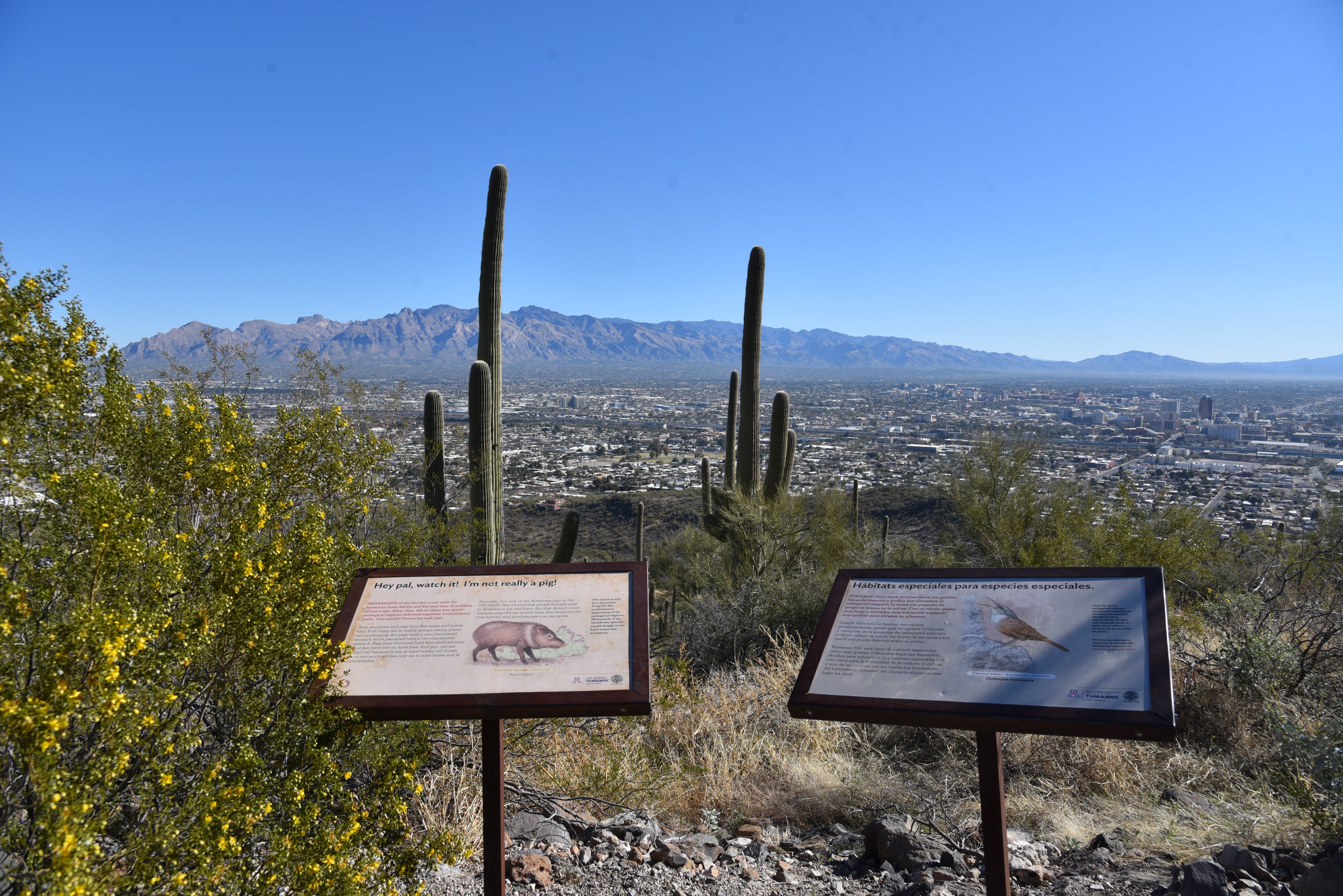 Tumamoc Hill Hiking Trail Hiking Tumamoc Hill In Tucson: What To See At This Historic Site