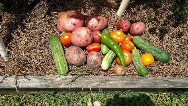 Potatoes, cucumbers and tomatoes from the Southwood Community Garden.