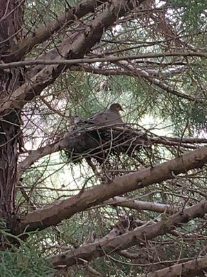 A mourning dove was spotted nesting high above in a pine tree, minding her own business.