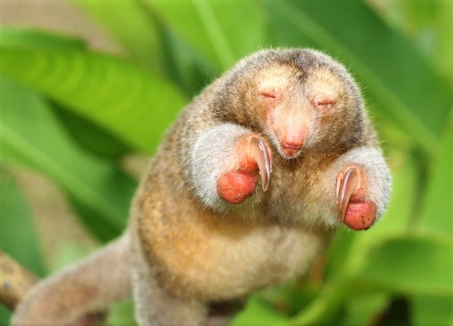 A silky anteater from Peru assumes a defensive pose while balancing on a branch. [Photo courtesy Larry Wilson]