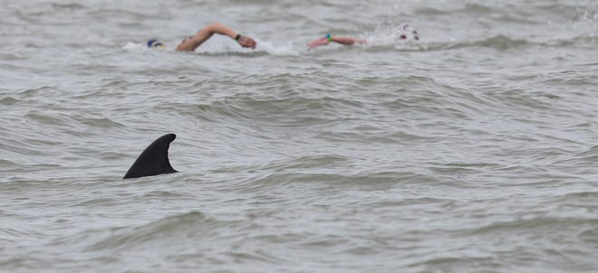Swimmers participate in the 10k portion of the 2022 US Open Water National Championships at Lynn Hall Park on Fort Myers Beach on Friday, April 1, 2022. Swimmers are competing in several distances throughout the weekend. Swimming nearby was a dolphin  