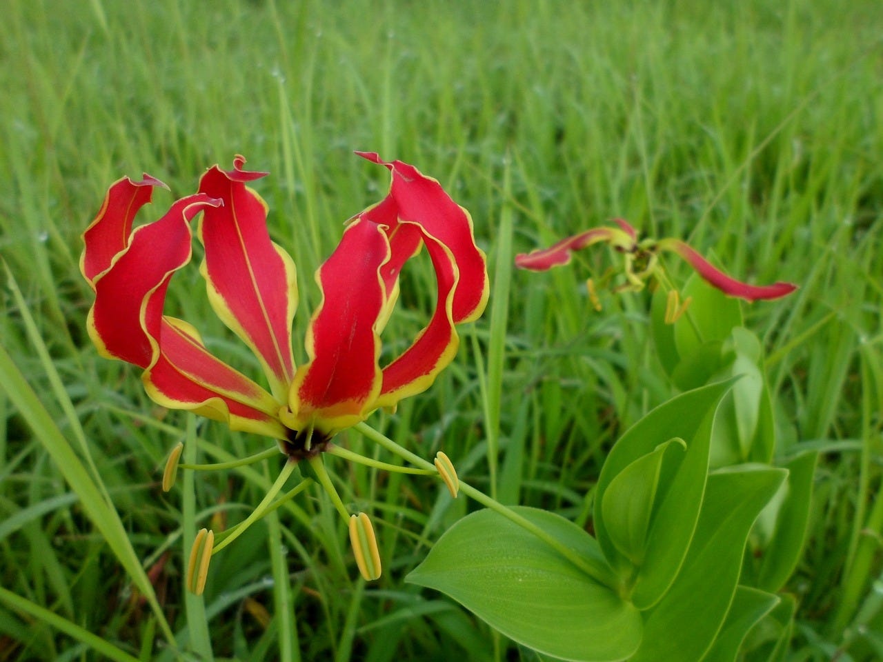 Gloriosa lilies are beautiful but toxic