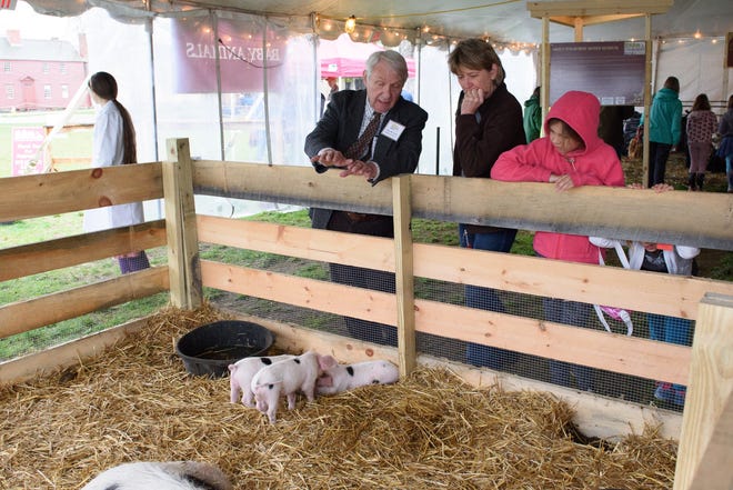 Guest curator Peter Cook educates visitors about Gloucestershire Old Spot pigs at a previous Baby Animals: Heritage Breeds at the Banke event.