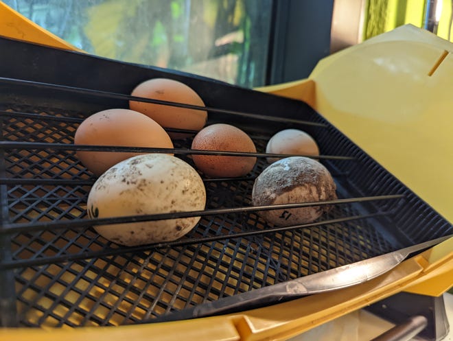 Four chicken eggs and two duck eggs incubate in a machine Tuesday in Heather Hoven's rainforest science classroom at Williams Science and Fine Arts Magnet School.