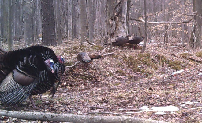 Two toms and three hens forage for food in the forest.