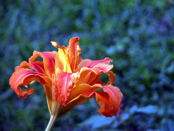 Heirloom 'Kwanso' double orange daylily is among the passalong plants to be offered at Goodwood Plant Sale April 9-10, 2022.
