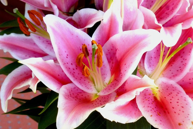 The exquisite bloom of the hybrid Oriental lily, Lilium speciosum, has six white and pink tepals surrounding six stamens topped with anthers containing plump orange colored pollen grains. The female stigma protrudes from the center of the stamens. Speckles on the tepal are papilla that function to attract insects.