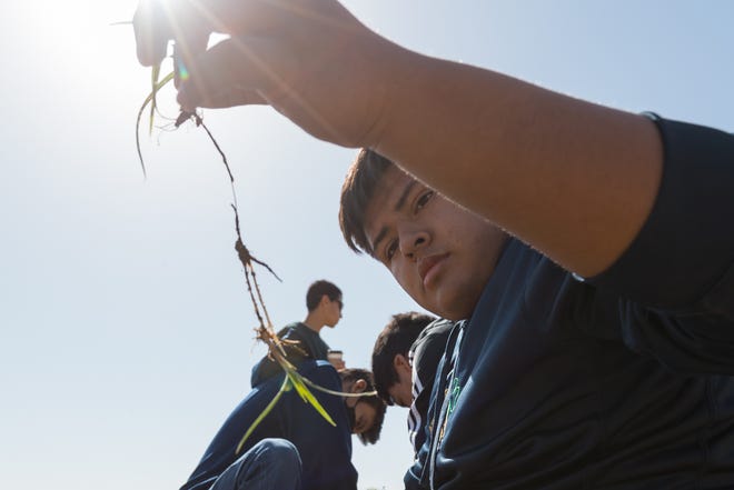 Environmental Stewardship Club mokiniai iš Cathedral High School padeda naikinti piktžoles penktadienį, 2022 m. balandžio 8 d., Growing with Sara Farm Socorro mieste, Teksase.