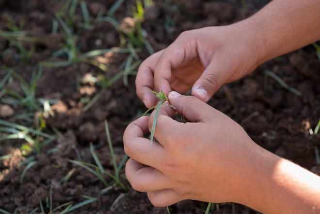 Environmental Stewardship Club mokiniai iš Cathedral High School padeda ravėti daržovių lysves Penktadienį, 2022 m. balandžio 8 d., Growing with Sara Farm Socorro mieste, Teksase.