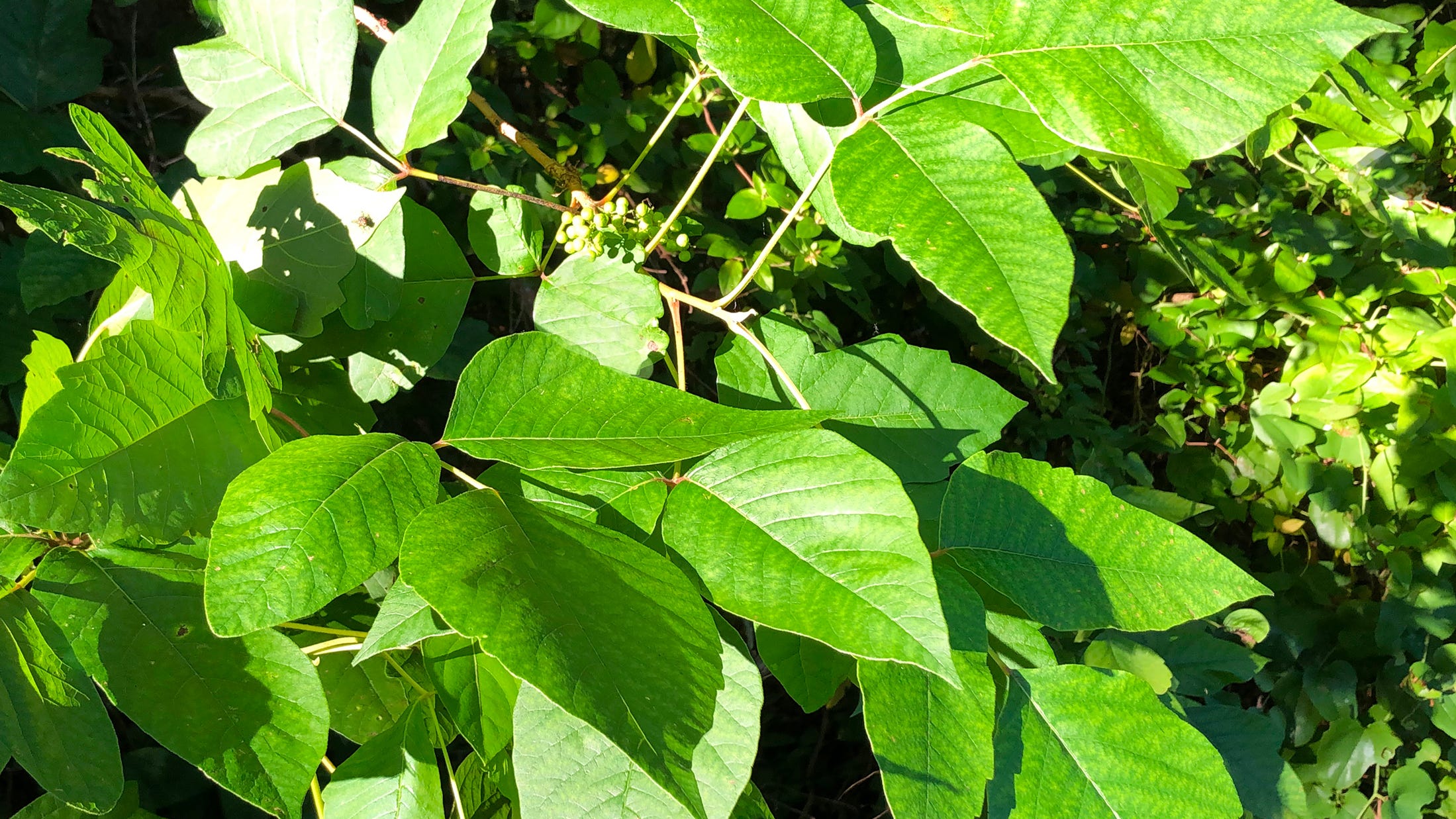 Poison Ivy Oak Sumac Identification