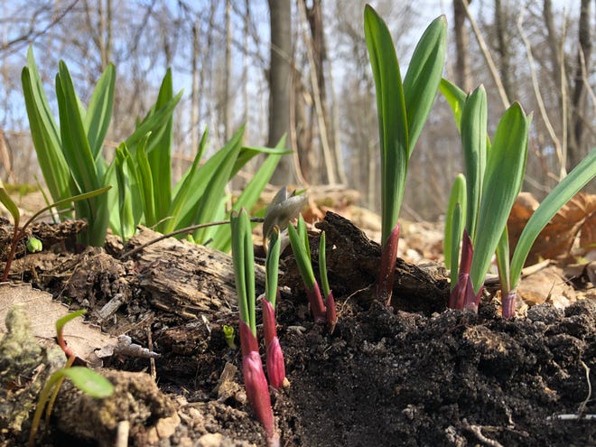 A spring wildflower known as wild leek grows April 10, 2022, at Rum Village Park in South Bend.