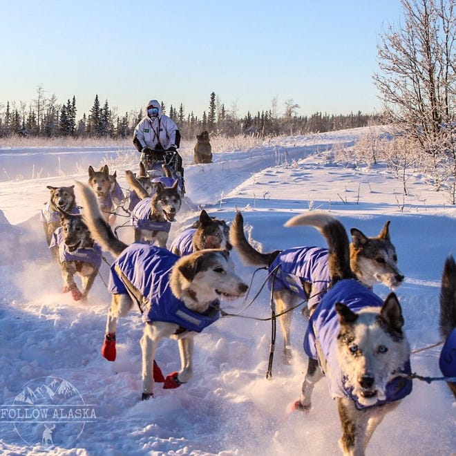 Addison native Matt Paveglio mushes his dogs through the trails of the 2022 Iditarod dog sled race.