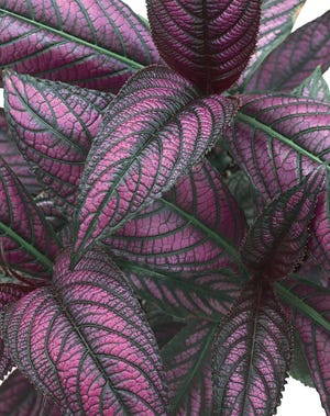 Persian Shield produces 8-inch-long leaves that are iridescent in shades of purple, lilac and pink with purple-maroon on the undersides.