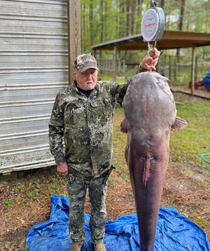 Officials determine ages of giant catfish weighing over 100 pounds