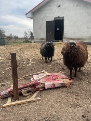 King Edmund and Prince Caspian, rams on the farm where Diane Baima lives near Kyiv, Ukraine, have destroyed "Putin's throne."