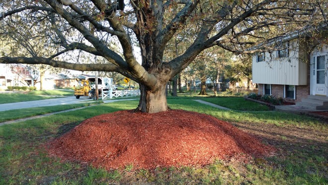Mulch volcanoes are harmful to tree root growth and cost you money in both extra materials and labor. Removing mulch volcanoes can greatly improve root growth and tree health.