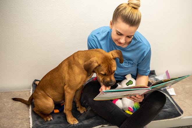 April 13, 2022;  Montville, NJ, USA;  Morris Animal Inn recently opened a Montville location that offers boarding, daycare, training, grooming and spa services.  Jenna Puchalski, a pet care specialist, reads to Mr.  Myles, a five month old mastiff mix, during the tuck-in service.  Mandatory Credit: Anne-Marie Caruso / NorthJersey.com via USA TODAY NETWORK