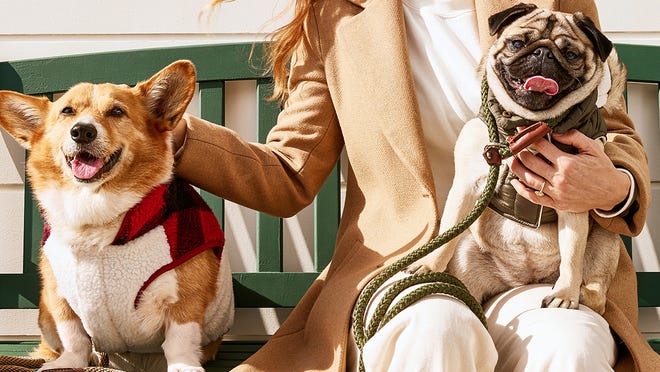 Save big on pet toys and treats for your dog or cat right now at Chewy.