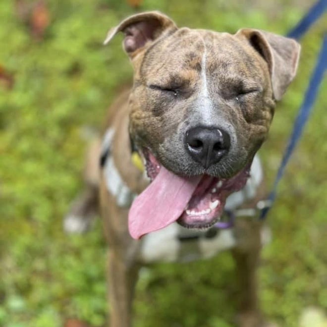 Ed, a 2 year old terrier/pit bull mix, at the Asheville Humane Society
