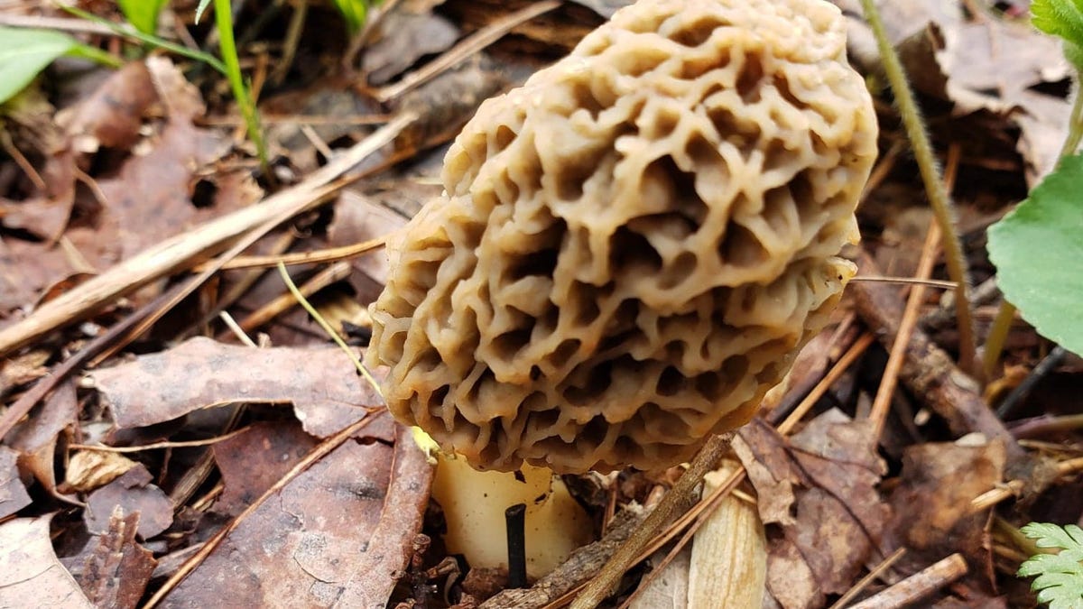 Morels are back in Indiana. Here’s what you need to know Morels are back in Indiana. Here’s what you need to know